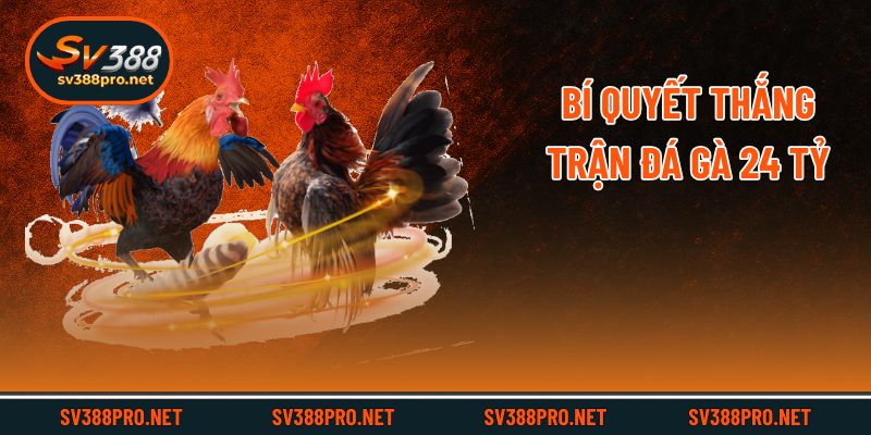Bí quyết thắng trận đá gà 24 tỷ