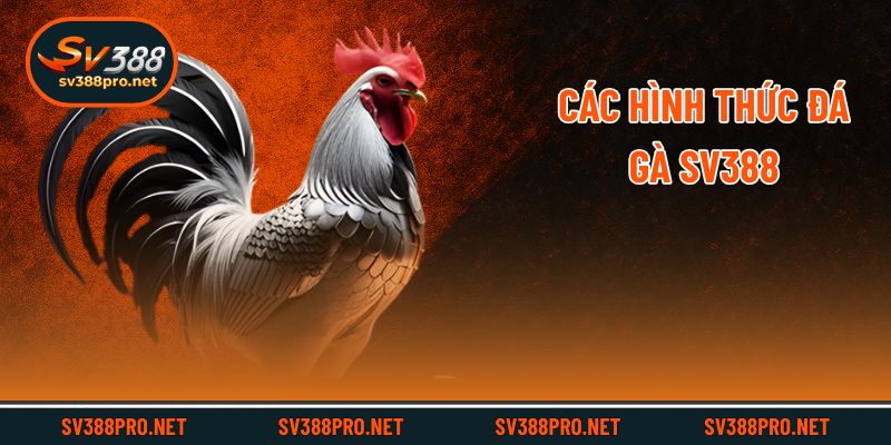 Các hình thức đá gà SV388