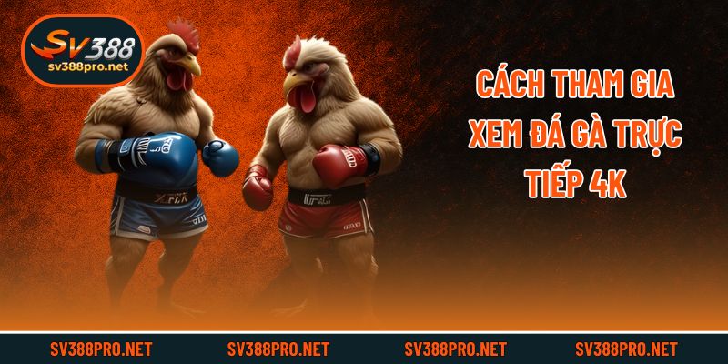 Cách tham gia xem đá gà trực tiếp 4k