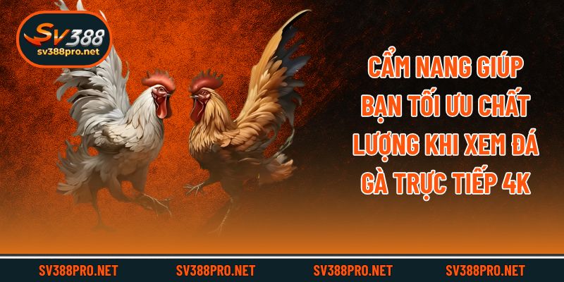 Cẩm nang giúp bạn tối ưu chất lượng khi xem đá gà trực tiếp 4k