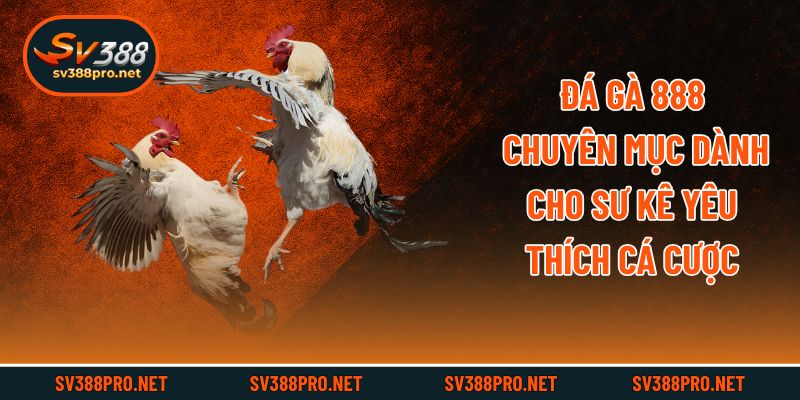 Đá Gà 888 - Chuyên Mục Dành Cho Sư Kê Yêu Thích Cá Cược