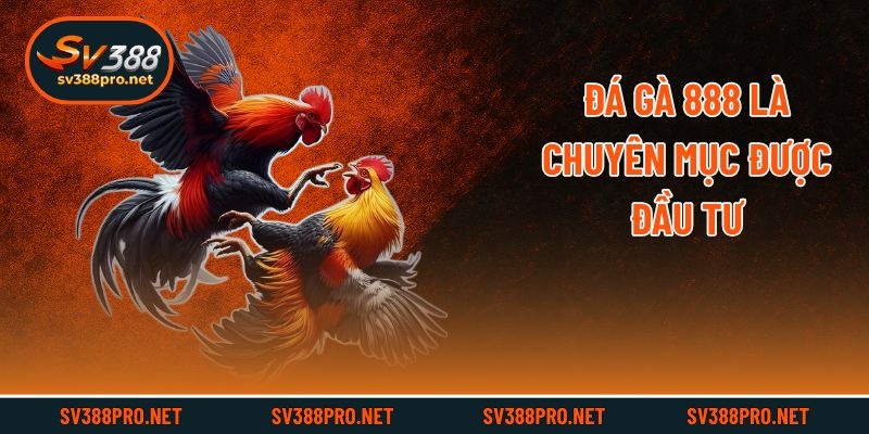 Đá gà 888 là chuyên mục được đầu tư