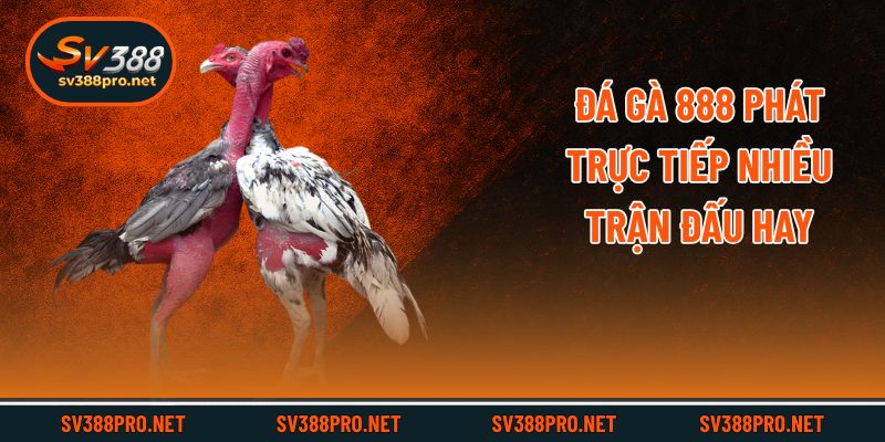 Đá gà 888 phát trực tiếp nhiều trận đấu hay