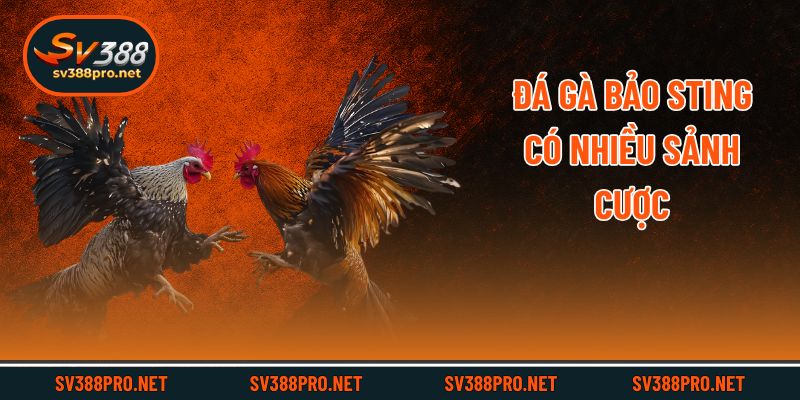 Đá gà Bảo Sting có nhiều sảnh cược
