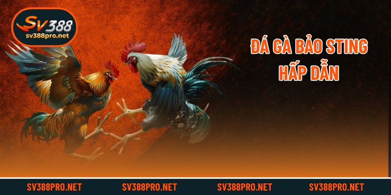 Đá gà Bảo Sting hấp dẫn