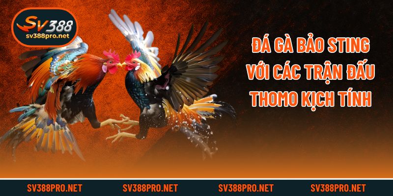 Đá gà Bảo Sting với các trận đấu Thomo kịch tính