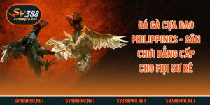 Đá Gà Cựa Dao Philippines - Sân Chơi Đẳng Cấp Cho Mọi Sư Kê