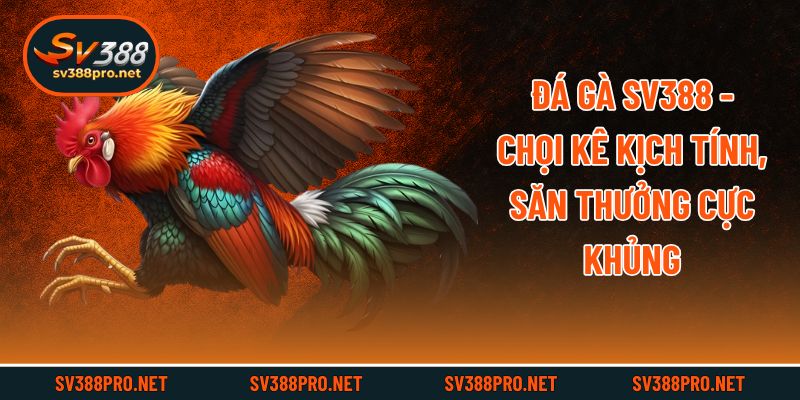 Đá Gà SV388 - Chọi Kê Kịch Tính, Săn Thưởng Cực Khủng