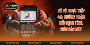 Đá Gà Trực Tiếp 4k: Những Trận Đấu Kịch Tính, Siêu Sắc Nét