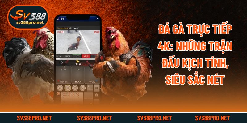 Đá Gà Trực Tiếp 4k: Những Trận Đấu Kịch Tính, Siêu Sắc Nét