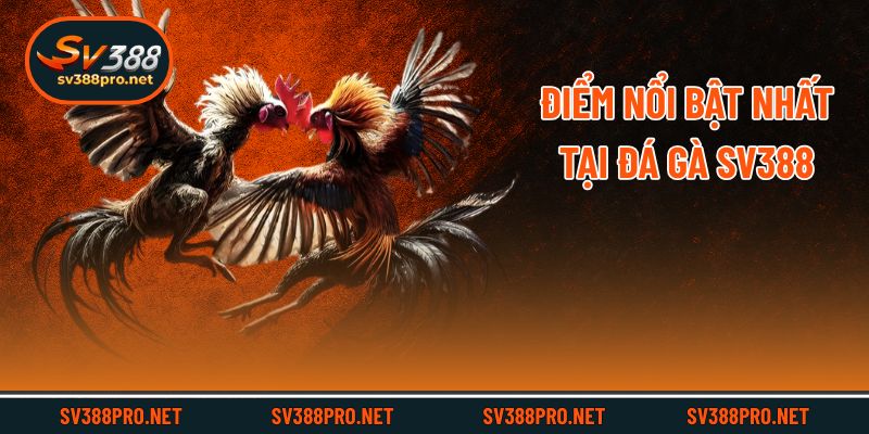 Điểm nổi bật nhất tại đá gà SV388