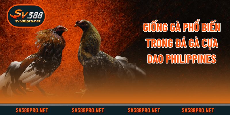 Giống gà phổ biến trong đá gà cựa dao philippines