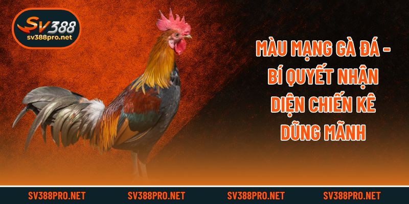Màu Mạng Gà Đá - Bí Quyết Nhận Diện Chiến Kê Dũng Mãnh