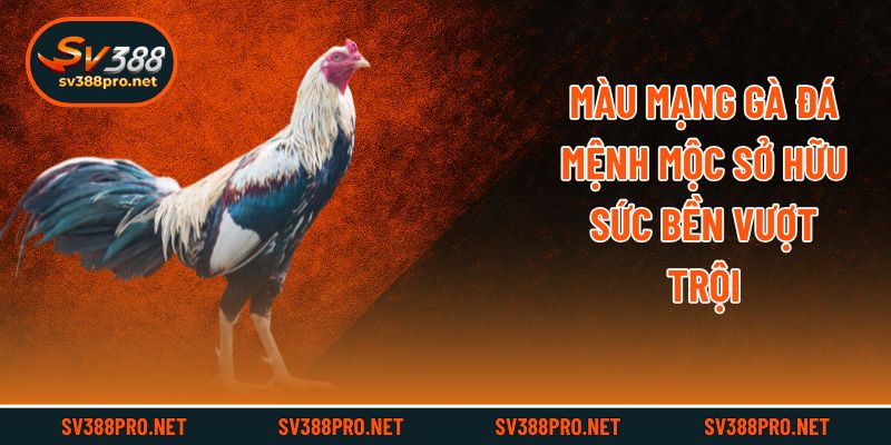 Màu mạng gà đá mệnh mộc sở hữu sức bền vượt trội