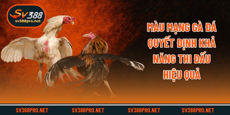 Màu mạng gà đá quyết định khả năng thi đấu hiệu quả