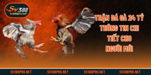 Trận Đá Gà 24 Tỷ - Thông Tin Chi Tiết Cho Người Mới